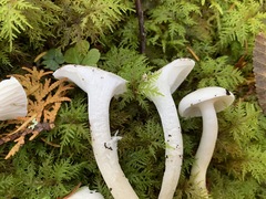 Hygrophorus piceae