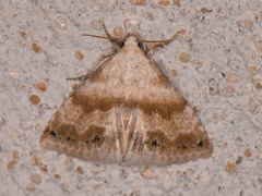 Eublemma minima