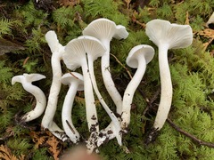 Hygrophorus piceae