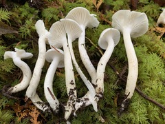 Hygrophorus piceae