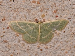 Chlorochlamys chloroleucaria