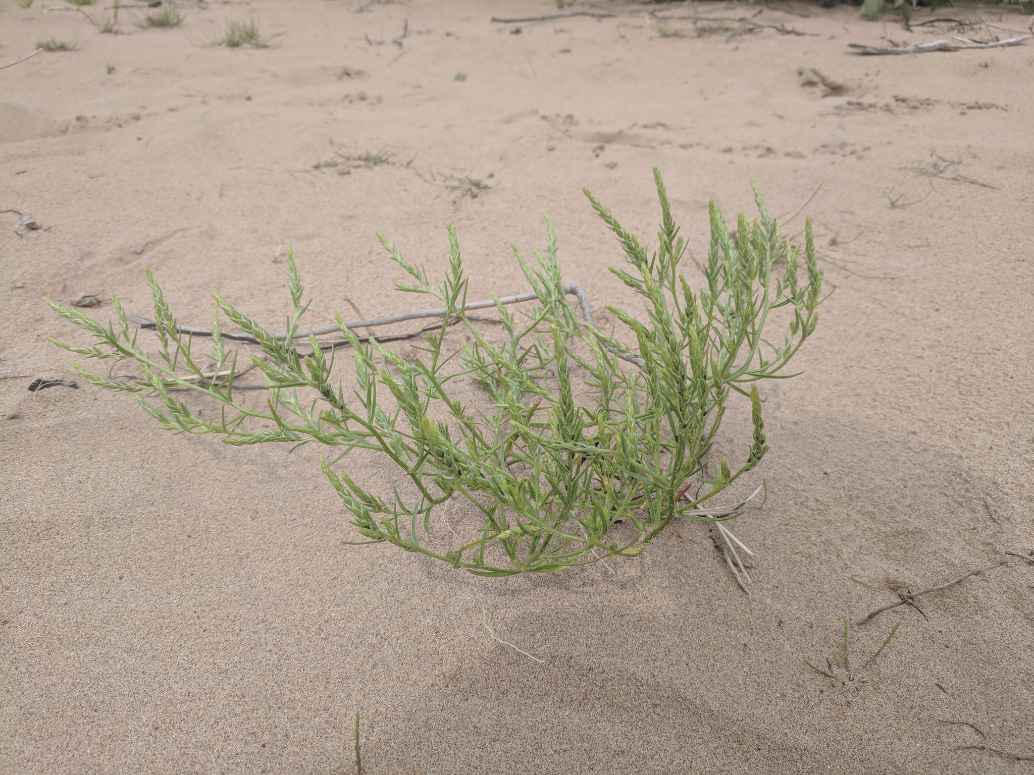 Corispermum villosum