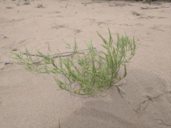 Corispermum villosum
