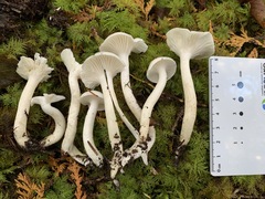 Hygrophorus piceae