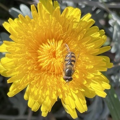 Syrphini