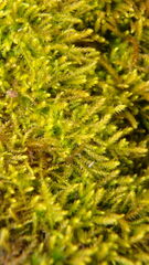 Claopodium rostratum