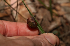 Stanisicarion freycineti