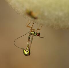 Apocrypta longitarsus