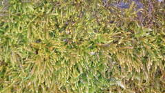 Claopodium rostratum