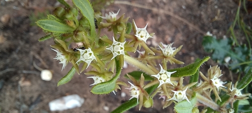 Image of Aspidoglossum heterophyllum by (c) Adele SL, some rights reserved (CC BY)