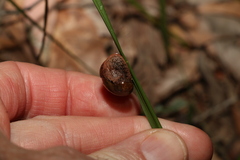 Stanisicarion freycineti
