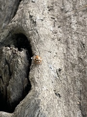 Vibidia duodecimguttata