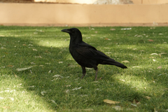 Corvus orru
