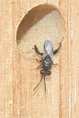 Chalcididae