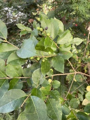 Ligustrum ovalifolium
