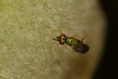 Apocrypta longitarsus