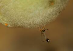 Apocrypta longitarsus