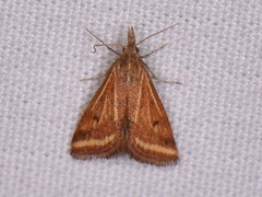 Microtheoris ophionalis