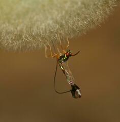 Apocrypta longitarsus