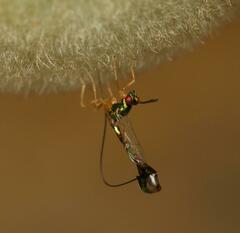 Apocrypta longitarsus