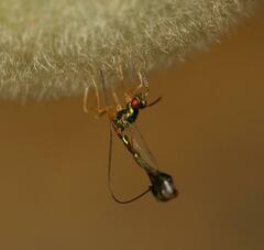 Apocrypta longitarsus