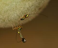 Apocrypta longitarsus