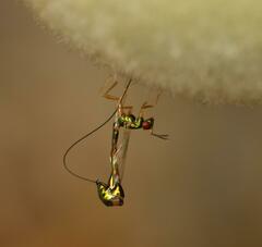 Apocrypta longitarsus