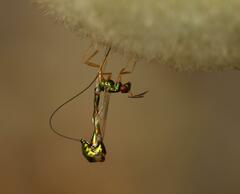 Apocrypta longitarsus