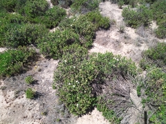 Dimorphotheca cuneata