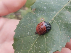 Doryphora reticulata