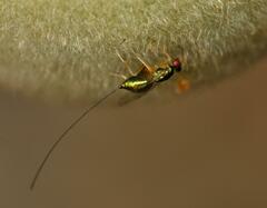 Apocrypta longitarsus