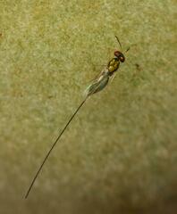 Apocrypta longitarsus