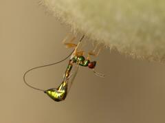 Apocrypta longitarsus