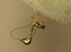 Apocrypta longitarsus