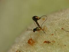 Apocrypta longitarsus