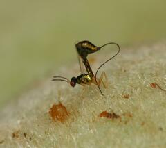 Apocrypta longitarsus