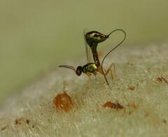 Apocrypta longitarsus