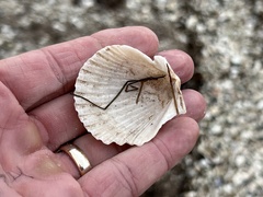 Argopecten irradians