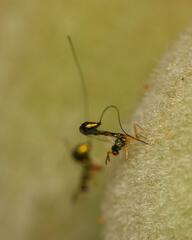 Apocrypta longitarsus