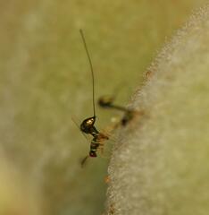 Apocrypta longitarsus