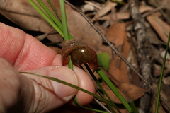 Stanisicarion freycineti