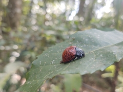 Doryphora reticulata