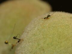 Apocrypta longitarsus