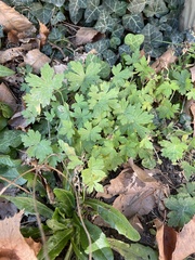 Geranium sibiricum