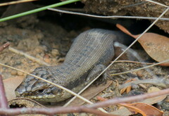Egernia napoleonis