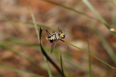 Scaptia auriflua
