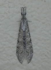 Vella fallax