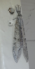 Vella fallax