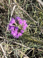 Liatris