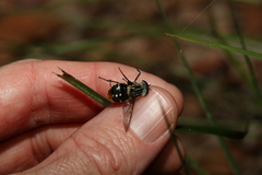 Scaptia auriflua
